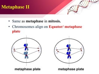 Meiosis | PDF