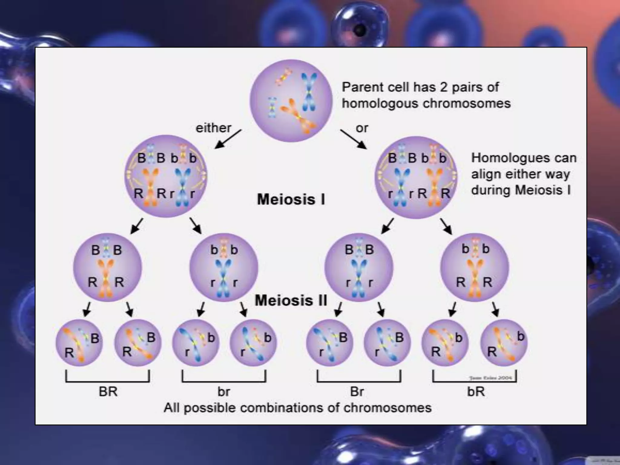 Meiosis 1 and 2 | PPTX