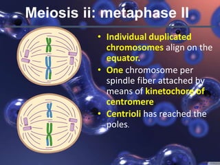 Meiosis 1 and 2 | PPTX