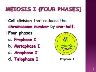 Meiosis Reduction Division | PPT