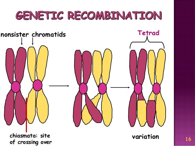 Meiosis Reduction Division