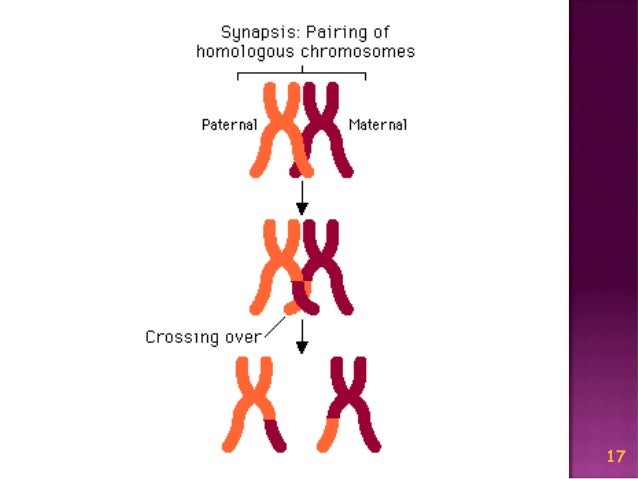 Meiosis Reduction Division