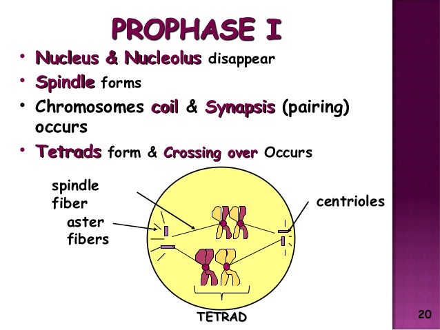 Meiosis Reduction Division