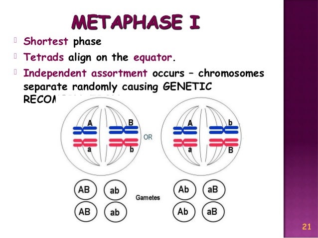 Meiosis Reduction Division