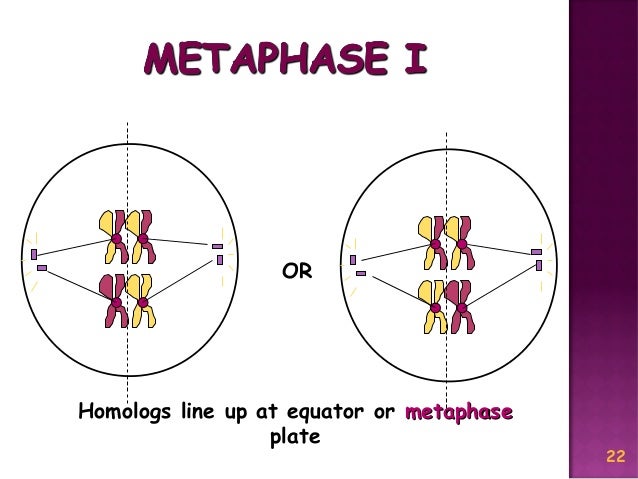 Meiosis Reduction Division