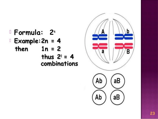 Meiosis Reduction Division