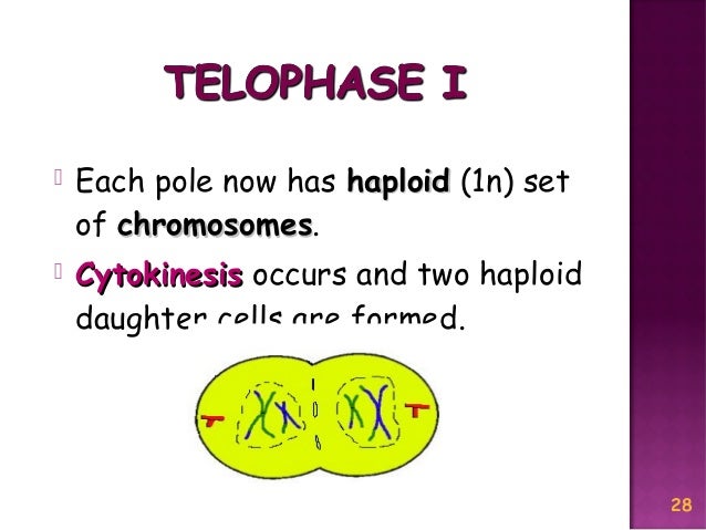 Meiosis Reduction Division