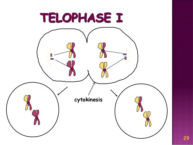 Meiosis Reduction Division