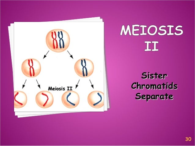 Meiosis Reduction Division