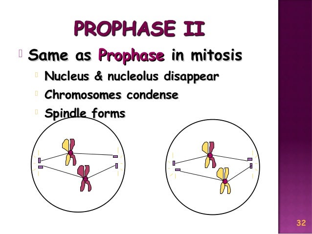 Meiosis Reduction Division