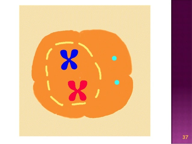 Meiosis Reduction Division