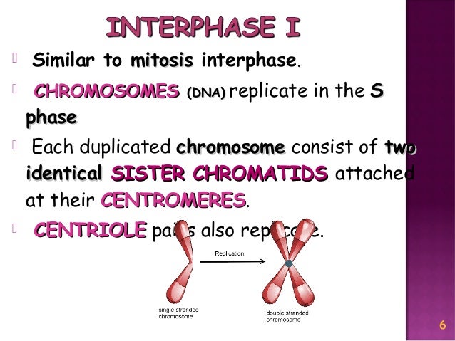 Meiosis Reduction Division