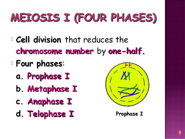 Meiosis Reduction Division