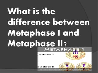 What is the
difference between
Metaphase I and
Metaphase II?
 