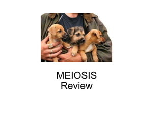 MEIOSIS Review 