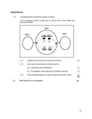 MEIOSIS and Mitosis REVISION for grade 12 only | PDF