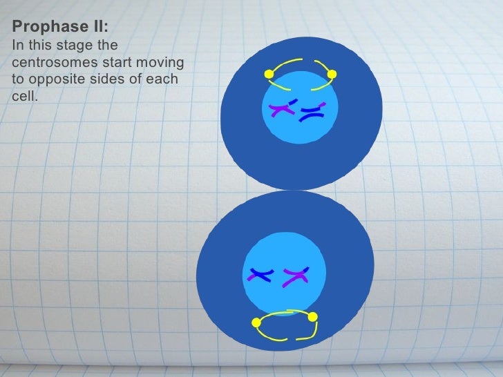 mitosis flip book