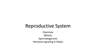 Reproductive System
Overview
Meiosis
Spermatogenesis
Hormone signaling in Males
 