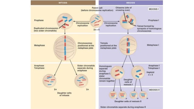Meiosis and the male reproductive system