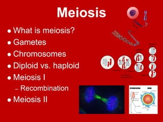 Meiosis
 What is meiosis?
 Gametes
 Chromosomes
 Diploid vs. haploid
 Meiosis I
– Recombination
 Meiosis II
 