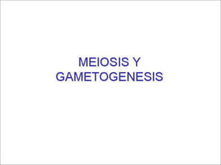 Meiosis y gametogenesis