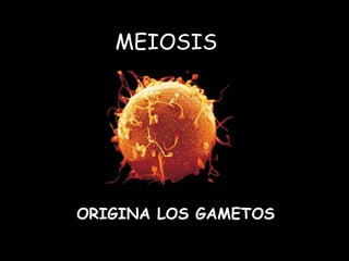 MEIOSIS
ORIGINA LOS GAMETOS
 