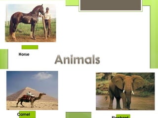 Horse
Camel
