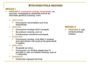 Meioza | PPT
