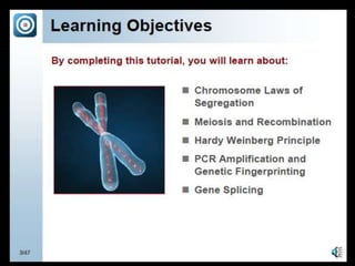 Meisosis & chromosomes
