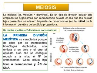 MEIOSIS La meiosis (gr. Meioum = disminuir). Es un tipo de división celular que emplean los organismos con reproducción sexual, en las que las células hijas presentan un número haploide de cromosomas (n); la mitad de la información genética de la célula progenitora.  Célula parental contiene un par  de cromosomas homólogos Se realiza mediante 2 divisiones consecutivas: LA PRIMERA DIVISIÓN MEIÓTICA se caracteriza porque de cada par de cromosomas homólogos duplicados, uno emigra a un polo y el otro al opuesto. Con ello se consigue reducir a la mitad el Nº de cromosomas. Cada célula hija tiene n cromosomas y 2c de DNA. Homólogos    se separan     en meiosis I MEIOSIS I Células hijas continen solo un  homólogo MEIOSIS II Las cuatro células hijas contienen  la mitad de cromosomas. 