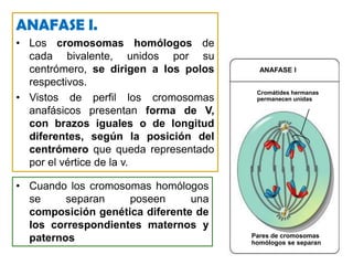 Suele ser la etapa más larga de la profase I, puede durar días, semanas e incluso años.PROFASE I: paquinemaCrossing OverTétradaProfase Ide meiosisCromosomas homólogos intercambian información genética y ocurre recombinación genética