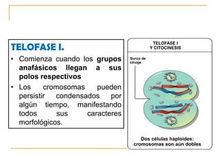 En las células humanas, hay en promedio cerca de 10 entrecruzamientos por cada tétrada meióticaQuiasma, sitio decrossing overQuiasmahuso Metafase I Metafase II GametosCromosomas recombinantes