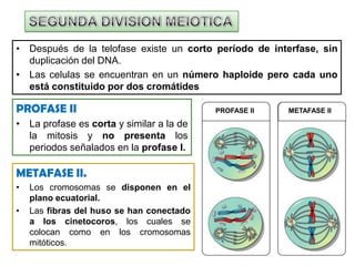 e.- DIPLONEMA (gr. diploos = doble)Esta etapa viene marcada por el comienzo de la separación de los cromosomas homólogos de cada bivalente, como si se repeliesen, con la separación de los complejos sinaptonémicos . Sin embargo, la separación no es completa, ya que los cromosomas homólogos permanecen unidos en aquellos puntos donde se ha producido sobrecruzamientos: Quiasmas.