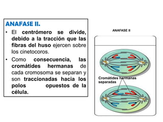 El número de quiasmas es muy variable, y su localización varía de unas células a otras.quiasmaTetradaCentrómero