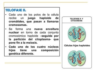 f.- DIACINESIS (gr. dia = a través)La condensación de los cromosomas vuelve a acentuarse