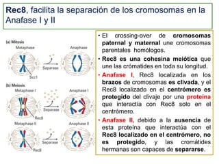 Tiene lugar el fenómeno de terminalización de los quiasmas. Se observa que los quiasmas van desplazándose hacia los extremos del bivalente. Siempre quedan algunos quiasma, al menos los terminales, hasta la metafase.