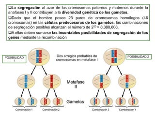 El nucleolo se fragmenta en pequeños nucleolos.