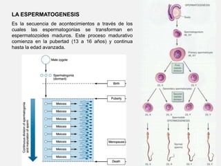 La disminución progresiva del tamaño del nucléolo hasta que desaparece junto a la desaparición de la envoltura nuclear.METAFAFASE I.Los bivalentes se disponen en el ecuador, listos para separarse.PROFASE IMETAFASE ISitios de crossing overMicrotúbulos unidos a cromosomasHusoTétradaCromátides hermanasCentrómeroTétradas alineadasCromosomas homólogos se aparean e intercambian segmentos