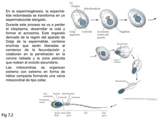 ANAFASE I.Los cromosomas homólogos de cada bivalente, unidos por su centrómero, se dirigen a los polos respectivos.