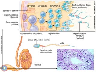 Vistos de perfil los cromosomas anafásicos presentan forma de V, con brazos iguales o de longitud diferentes, según la posición del centrómero que queda representado por el vértice de la v.ANAFASE ICromátides hermanaspermanecen unidasCuando los cromosomas homólogos se separan poseen una composición genética diferente de los correspondientes maternos y paternosPares de cromosomashomólogos se separan