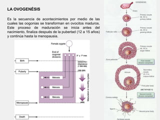 TELOFASE I.Comienza cuando los grupos anafásicos llegan a sus polos respectivos