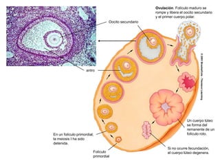 Los cromosomas pueden persistir condensados por algún tiempo, manifestando todos sus caracteres morfológicos.TELOFASE IY CITOCINESISSurco de clivajeDos células haploides: cromosomas son aún dobles