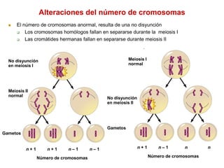 SEGUNDA DIVISION MEIOTICADespués de la telofase existe un corto período de interfase, sin duplicación del DNA. 