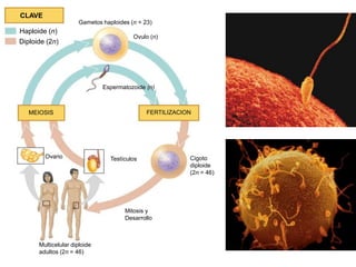 Las fibras del huso se han conectado a los cinetocoros, los cuales se colocan como en los cromosomas mitóticos.ANAFASE II.El centrómero se divide, debido a la tracción que las fibras del huso ejercen sobre los cinetocoros.