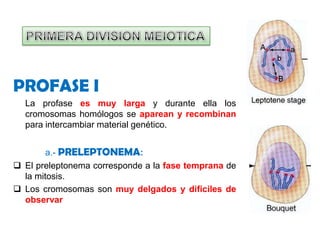 PRIMERA DIVISION MEIOTICAPROFASE I	La profase es muy larga y durante ella los cromosomas homólogos se aparean y recombinan para intercambiar material genético. 		a.- PRELEPTONEMA:El preleptonema corresponde a la fase temprana de la mitosis.