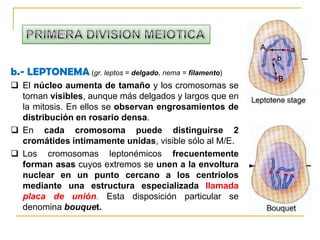 Los cromosomas son muy delgados y difíciles de observarPRIMERA DIVISION MEIOTICAb.- LEPTONEMA (gr. leptos = delgado, nema = filamento)El núcleo aumenta de tamaño y los cromosomas se tornan visibles, aunque más delgados y largos que en la mitosis. En ellos se observan engrosamientos de distribución en rosario densa.