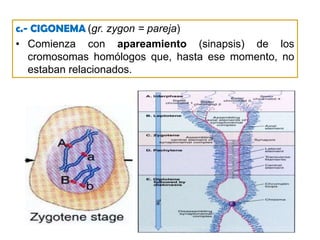 En cada cromosoma puede distinguirse 2 cromátides íntimamente unidas, visible sólo al M/E. 