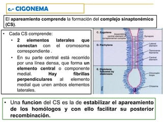 Los cromosomas leptonémicos frecuentemente forman asas cuyos extremos se unen a la envoltura nuclear en un punto cercano a los centriolos mediante una estructura especializada llamada placa de unión. Esta disposición particular se denomina bouquet.c.- CIGONEMA(gr. zygon = pareja)Comienza con apareamiento (sinapsis) de los cromosomas homólogos que, hasta ese momento, no estaban relacionados.c.- CIGONEMAEl apareamiento comprende la formación del complejo sinaptonémico (CS). Cada CS comprende: 
