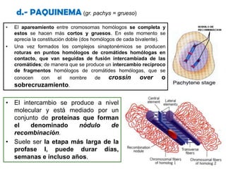 2 elementos laterales que conectan con el cromosoma correspondiente . 