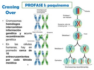 En su parte central está recorrido por una línea densa, que forma un elemento central o componente medial. Hay fibrillas perpendiculares al elemento medial que unen ambos elementos laterales.